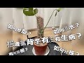 檢查龜背芋Monstera deliciosa有無生病|￼如何分株|根系如何|如何塑形|