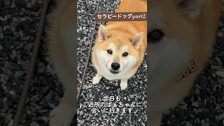 セラピードッグpart2 ご近所のおばあちゃんを元気付けに行く柴犬🐕✨ #柴犬 #dog #shibainu #犬のいる暮らし #しば #shibaken #癒し