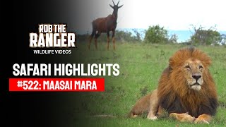 Safari Highlights #522: 10 & 11 June 2019 | Maasai Mara/Zebra Plains | Latest #Wildlife Sightings