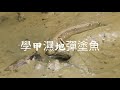 台南市七股彩色鹽田 西港花旗木步道 學甲濕地黑面琵鷺2021 3 30 星期二