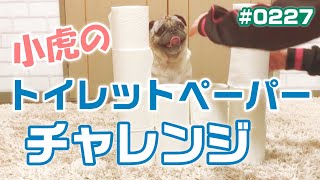 【トイレットペーパーチャレンジ】SNSで流行っているのでパグ犬小虎も挑戦してみた #StayHome [パグログ-0227]