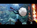 klcc水族館之旅！原來nemo也是瀕臨絕種的動物？！！—遊勝vlog 1