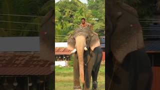 ഗജകേസരിപേരൂരാന്റെ ആ വരവ്  വരവ് 😍#shortsfeed #viralshorts #elephant #trending