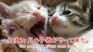 【おせちとおとそ】元旦生まれ！生後１ヶ月の子猫の兄弟がやってきた！One month old kitten came home.