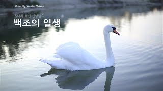 [시낭송] [마음이 편안해지는 시낭송] 돌나라 석선 선생님의 詩 - 백조의 일생