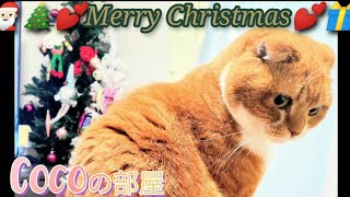 【スコティッシュフォールド】お家クリスマスで困ってしまった可愛い猫さんはこちらです…😅❤#ねこ #coco #スコティッシュフォールド #merrychristmas