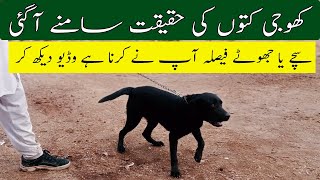 Khoji Kuton ke Haqiqat || Expose Khoji kutay || Pakistani Khoji Dogs Expose SRY TV