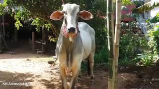 Wow! Strong Bull - Big Bull Show (អាពេជ្រ) - Bull in Koh Sotin, Kompong Cham Province