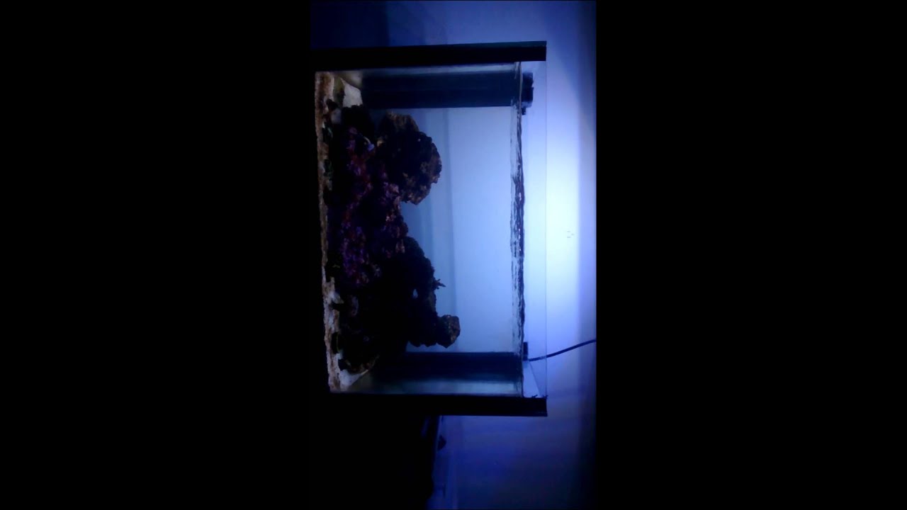 Closed Loop Aquarium Nano Reef - YouTube