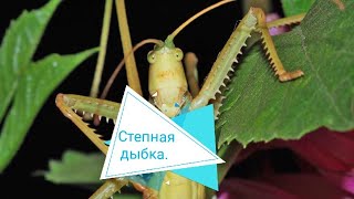 7 выпуск. Степная дыбка. Безумные самки. Влог о животных.