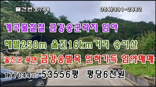 [물건번호788. 경북 울진군 북면 해발250m 계곡물 철~철 흐르는  울진군청 16km떨어진 접근성 좋은 위치로 대다수 금강송 4-50년임야로 벌목인허가得해놓은  임업사업하실분]