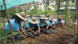 บันทึกการออกอากาศ | ปลูกผักสวนครัว เพื่อสร้างความมั่นคงทางอาหาร จ.สุโขทัย | Thairath TV