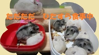 ただただ　ひたすら食事中♪　Hamster eating