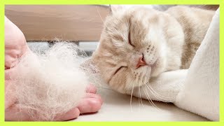 【猫かわいい】ブラッシング後のモフモフ特大毛玉を見た猫は……！？《After brushing a cat, a lot of hair came off！》Cute animals