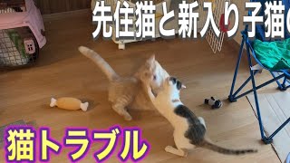 先住猫と新入り子猫に問題勃発‼️