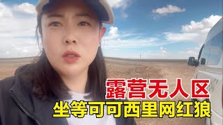 床车露营可可西里无人区，为了再一次见到网红狼，我也是拼了！