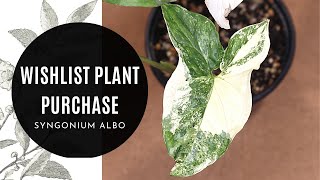 WISHLIST Plant Purchase: Syngonium Albo Variegata