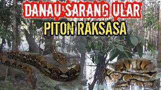 Menyeramkan, danau dalam kampung jadi sarang ular piton raksasa@peradabantua