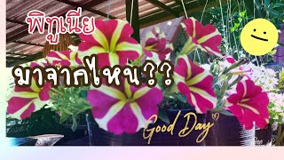 พิทูเนียมีถิ่นกำเนิดมาจากไหน?