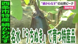 西条特産　名水で育まれた「絹かわなす」収穫ピーク　「甘くてトロっと」【愛媛】 (23/08/03 12:35)