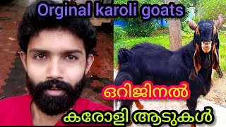 എങ്ങനെയാണ് ഒറിജിനൽ കരോളി ആടിനെ തിരഞ്ഞെടുക്കുക ? How to select orginal Karoli goats.