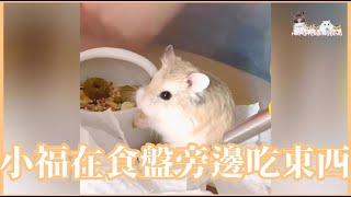 Hamsterdingding．老公公鼠在食盤旁邊吃東西．倉鼠．小露寶．小路寶．老公公鼠 [小福Siu Fook]