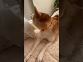 人間みたいに寝る甘えたな愛犬☺️ shorts shibainu 甘えん坊