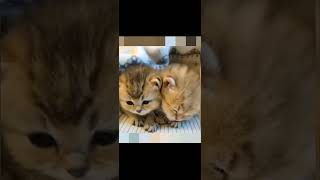 Funny \u0026 Cute  Compilation  Video #178 #cat #kitty   #catmom #cutebaby #cats2022