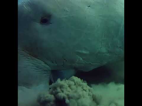 Is Dugong a herbivore?