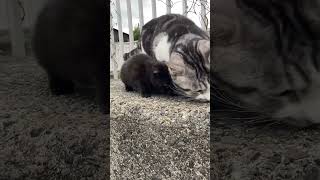 腹ペコな子ネコがカリカリを美味しそうに食べまくる #shorts #cat #野良猫