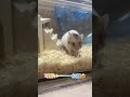 ハムスター🐹　お迎えしました！