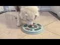 dog puzzle feeder from amazon