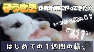 子うさぎを迎えたら…最初の１週間ってどんな感じ？