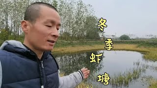 阿金冬季虾塘不管理，晒塘长野草不上水，小麦发芽稻谷成熟