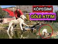 GÖLE KÖPEĞİMİ ATTIM - İLK DEFA YÜZDÜLER !