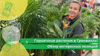 Горшечные растения в Гринвилль! Обзор интересных позиций