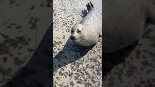 Seal Follows