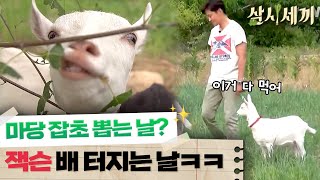 [#삼시세끼정선편] 염소 잭슨에게 천국은 가까이에 있다..🌿 잡초 뽑는 날에 천상의 맛을 만난 잭슨ㅋㅋㅋ