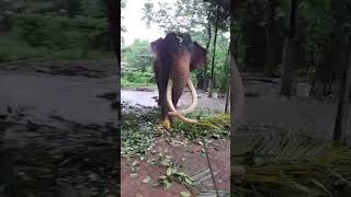 Kotte Raja 🐘 | වාර්ෂික මද කාලය අද උදෑසන යෙදුන බැමි ලෙහීමේ සුභ මොහොතින් නිම කල කෝට්ටේ රාජා