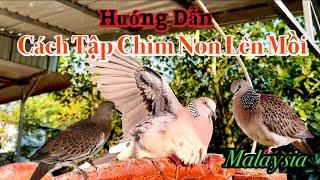 Chia Sẽ Cách Nuôi Chim Non ( Malaysia ) Hợp Lý