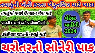 તમાકૂની ખેતી માટે ખાસ || ચરોતરનો સોનેરી પાક || 7984337623 || #તમાકૂની ખેતી