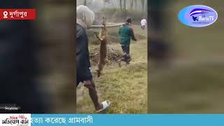 শিশু ও নারীসহ ৯জনকে কামড়ানো সেই শিয়ালকে এবার পিটিয়ে হ'ত্যা করেছে গ্রামবাসী#NewsUpdate #viralnews20