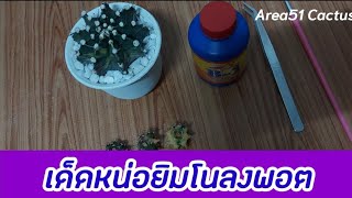 วิธีเด็ดหน่อยิมโนก่อนชำ | Area51 Cactus