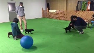 黒ラブ　遊び　訓練　埼玉県　【日本で唯一のチョコラブ・黒ラブ専門犬舎 Mother Planet Kennel】