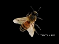 That's A Bee