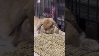 冬毛になってぽっちゃりしました #うさぎ #ベルちゃん #rabbit #bunny #部屋んぽ 換毛期