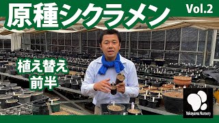 原種シクラメン (2)　植え替え　前半　◆横山園芸 公式◆【2021】