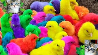 Berburu Anak Ayam Lucu, Menangkap Anak Ayam Warna Warni, Tangkap Anak Ayam Rainbow