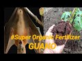 How to apply fresh Guano made from Bats Organic Fertilizer and updates of Bitter gourd easy to apply