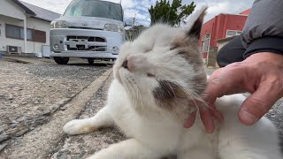 藍島・いろいろなネコさんたち！ ~ Various cats in Ainoshima ~